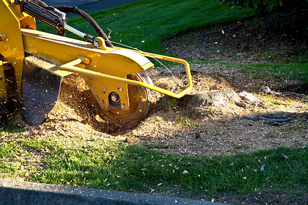 The Steps Involved in Our Tree Care Process in Priest River, ID